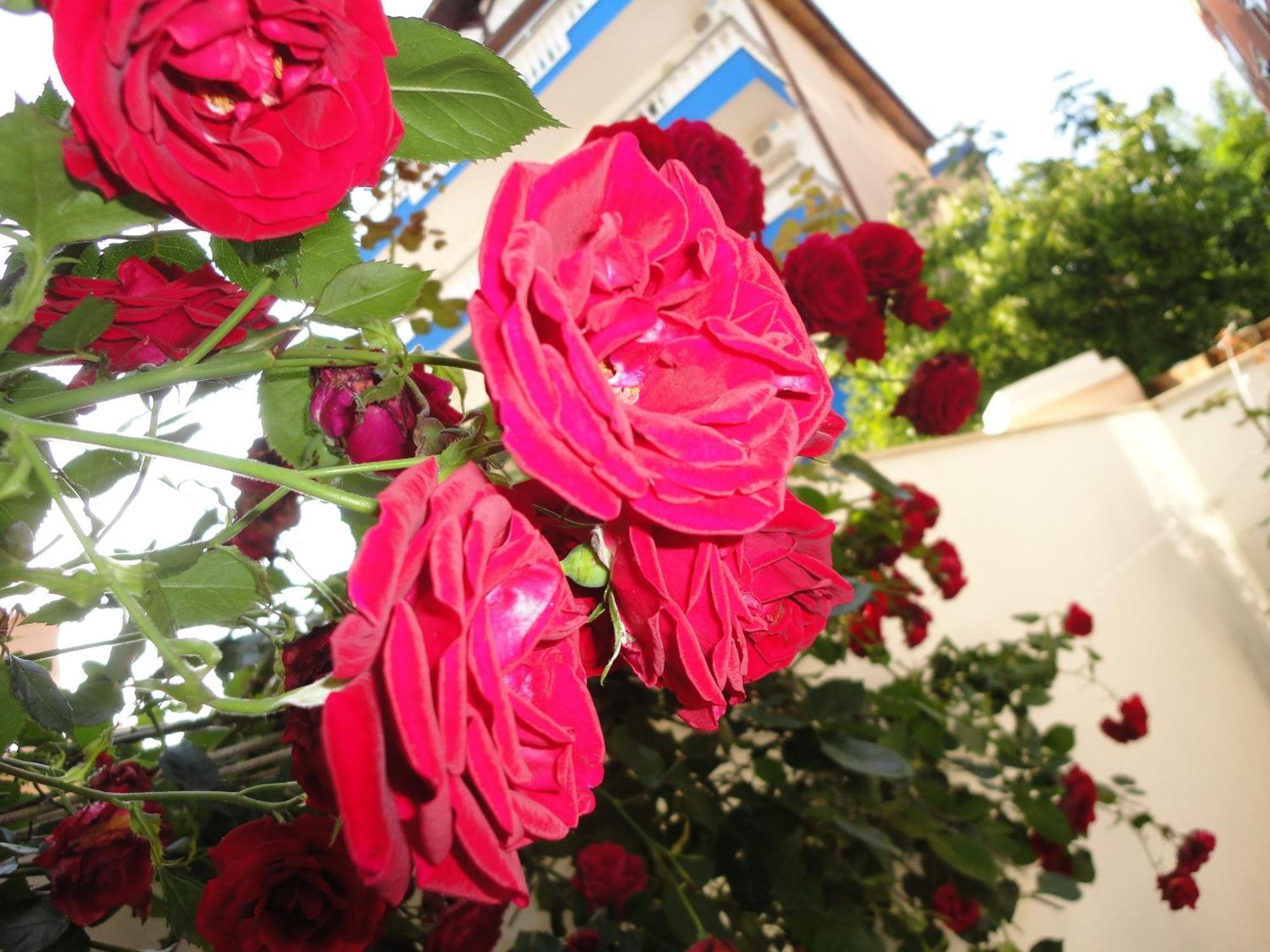 Borko Guest House Primorsko Exterior foto